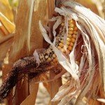 corn