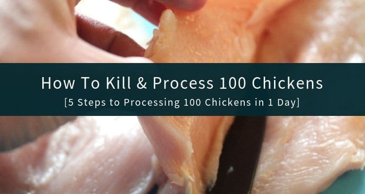 How To Kill and Process Chickens