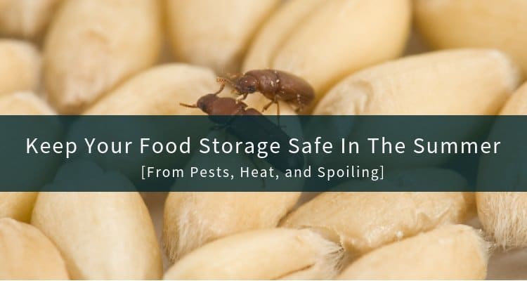 Keep Food Storage Safe in The Summer