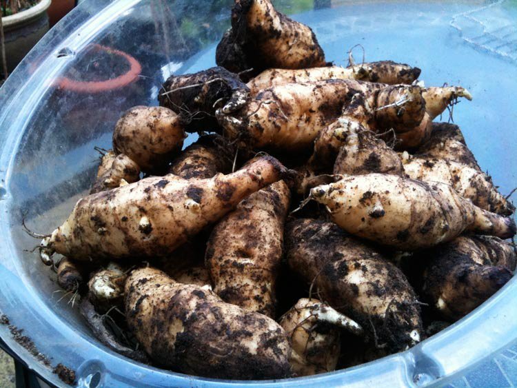 Jerusalem Artichokes - How To Store Seeds