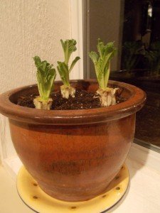 Romaine lettuce in pot