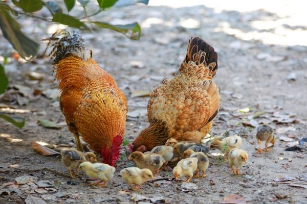 Chickens With Mom