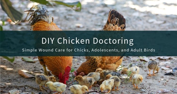 10 Tips on Caring for Chickens in Cold Winter Weather ~ Homestead and Chill