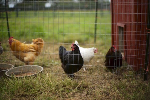 Isolate Chickens in Cage If They're Wounded