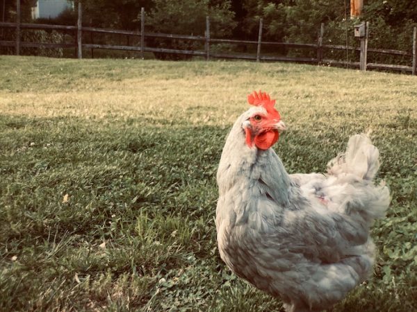 Leghorn Egg Laying Chicken