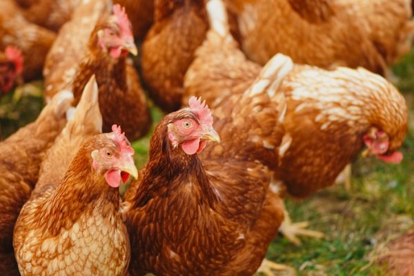 Pullet and Adolescent Chickens