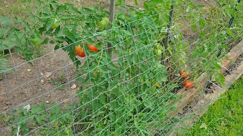 Vegetable Garden Rotation