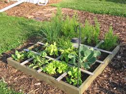 Why I Quit Square Foot Gardening and Went Back To Rows (11 Reasons ...