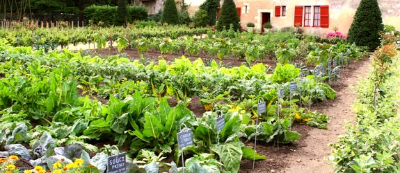 square foot gardening