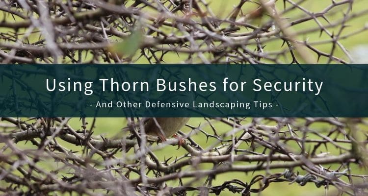 Defensive Landscaping Advice