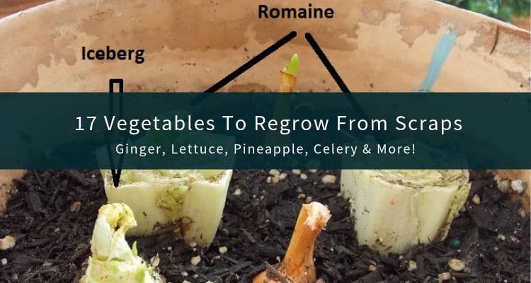 Vegetables to Regrow From Scraps