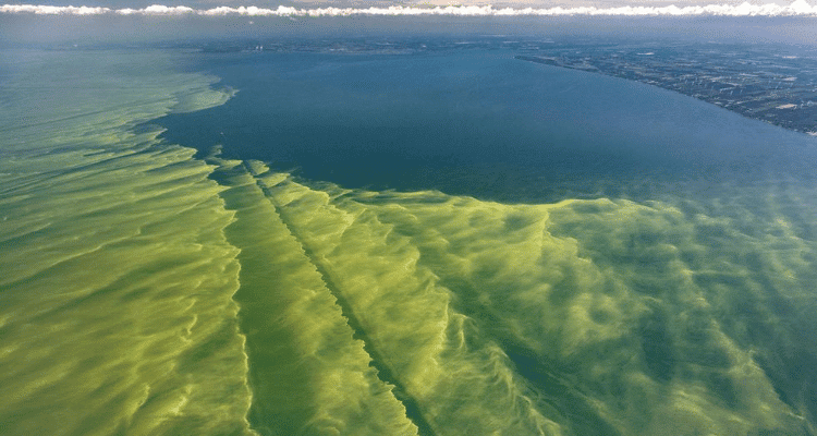 Algae Bloom Threatens Water Security for Ohio Residents