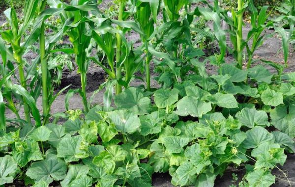 3 Sisters Garden Corn Beans Squash