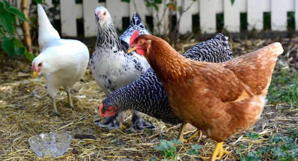 Backyard Chickens for Survival