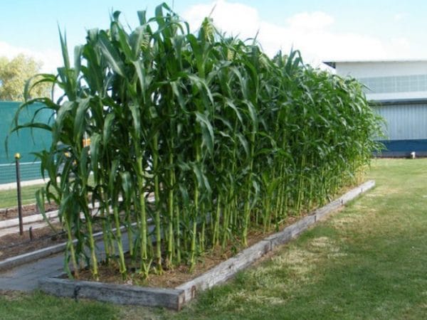 Backyard Corn for the Survival Garden