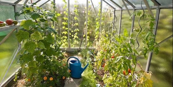 Greenhouse for Survival Garden