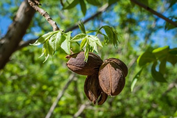 Nut Trees for The Survival Garden