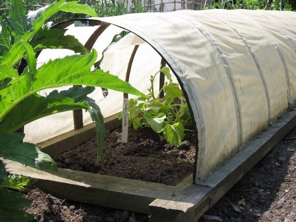 Row Covers for Gardening