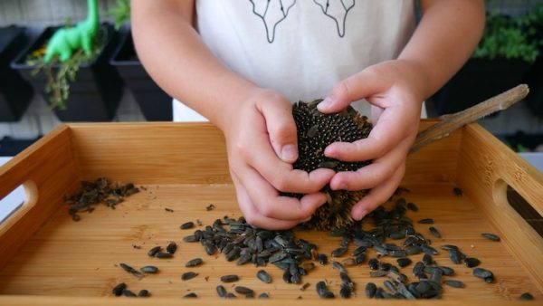 Saving Seeds for Survival Gardens