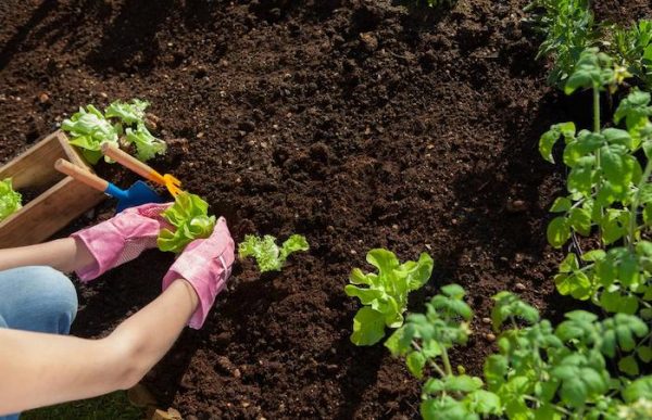 https://seasonedcitizenprepper.com/wp-content/uploads/2020/09/Soil-For-Gardening-600x387.jpg