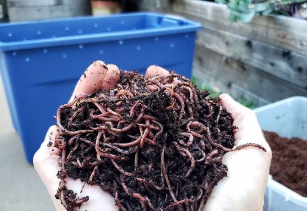 Vermicomposting for Gardening