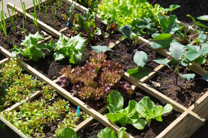 75 Vegetable Garden Ideas You'll Love - January, 2024